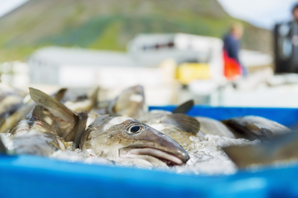 Fish in container